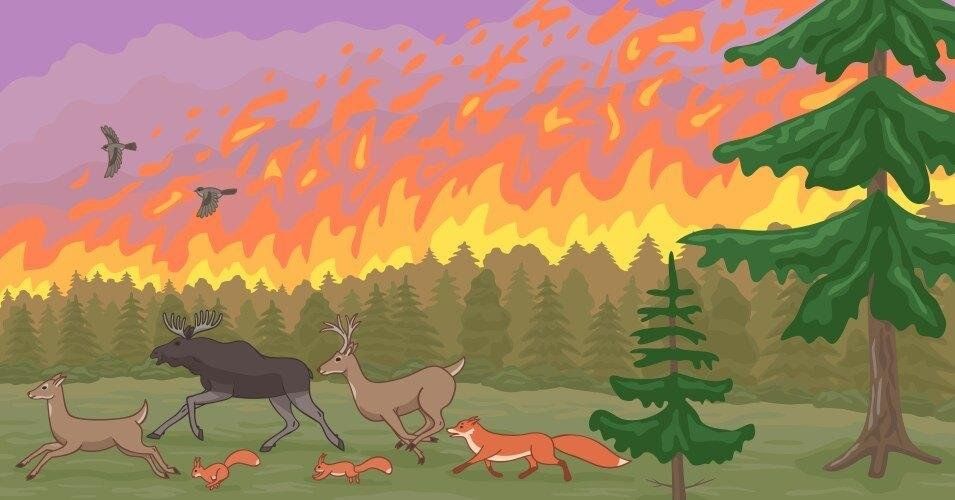 Внимание! Сухая растительность!