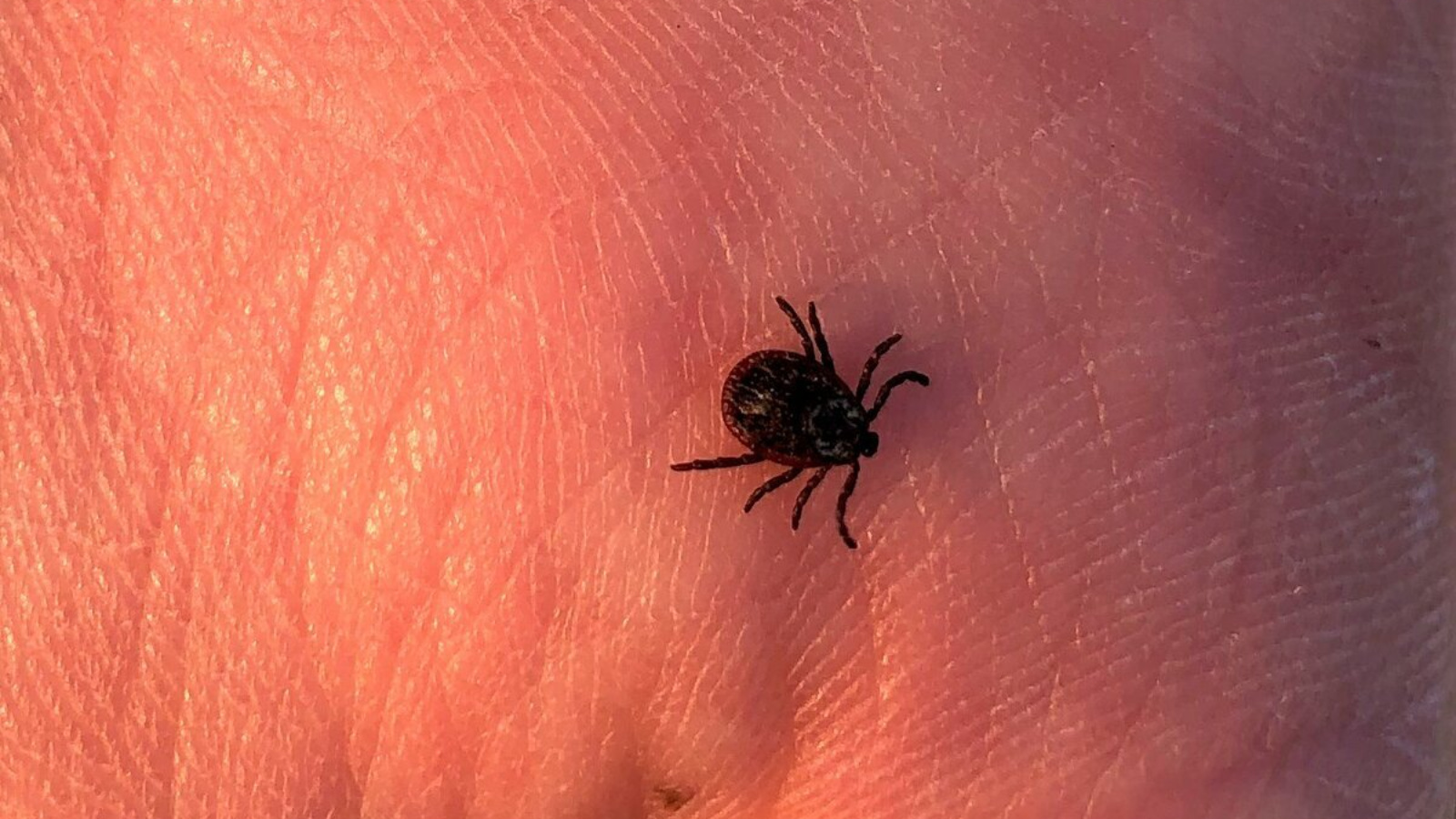 Внимание: сезон клещей.