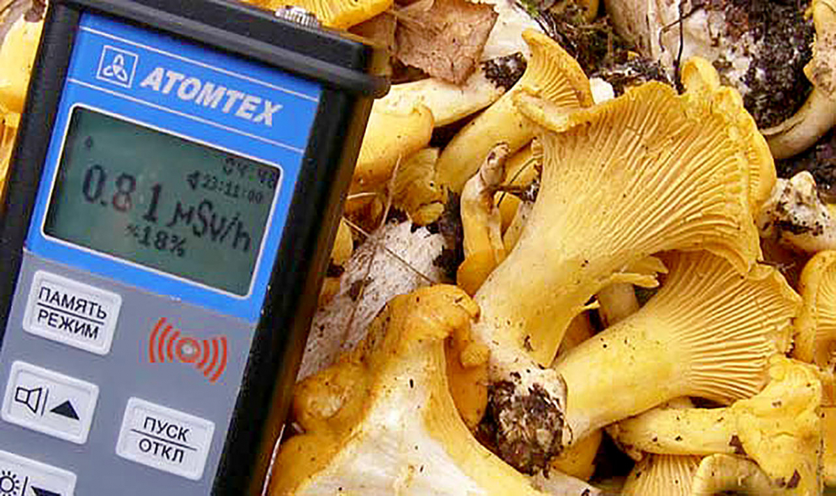 Радиационный контроль даров леса по-прежнему жизненно важен