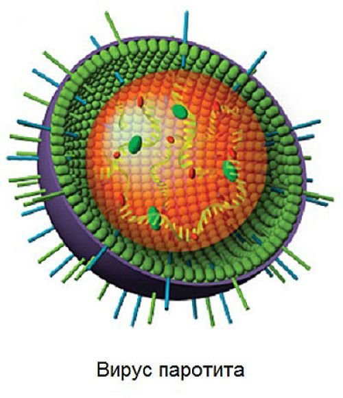 Эпидемический паротит (свинка) - это опасно!